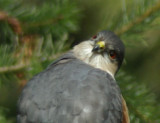 Coppers Hawk