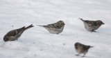 Hoary Redpoll 6324