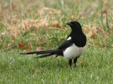 Black-billed Magpie 7730