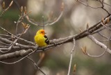 Western Tanager 8061