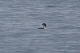 Pacific Loon 1823