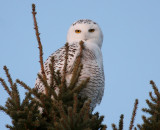 Snowy Owl 2058