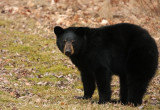 Black Bear 4283