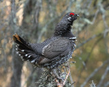 Spruce Grouse 5184