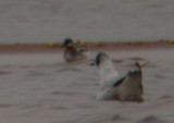 Red-necked Phalarope 0002