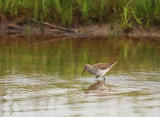 Putative Dunlin x White-rumped Sandpiper 6412