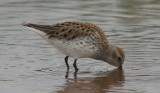 Putative Dunlin x White-rumped Sandpiper 6476