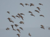 Putative Dunlin x White-rumped Sandpiper 6319