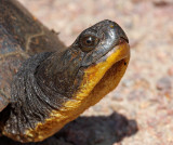 Blandings Turtle 5955