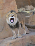 One Angry Dude