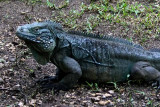 My Blue Iguana Friend