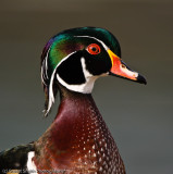 Wood Duck Drake portrait-6498