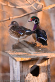 Wood Ducks-6252.jpg