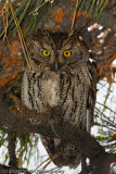 Screech Owl-8279