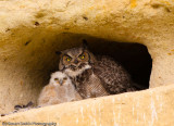 Momma Great Horned and Baby-9976