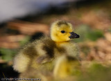 Gosling  2011-1303