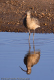 Long Billed Curlew-1461