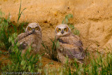 Baby Great Horned Owls-2544