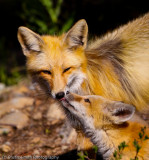 Fox kitt kissing on mom-3470