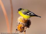 Lesser Goldfinch male -6606