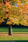 Autumn color in Boise 2011-5117.jpg