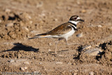 Killdeer on the run-0902