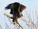 Bald Eagle Balancing Act  2375