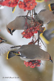 Waxwings coming and going