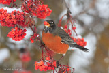 Robin with Mtn Ash Berry 3395
