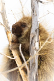Porcupine in tree
