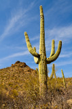 Saguaro 1.jpg