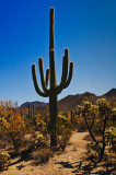 Saguaro 6.jpg