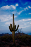 Saguaro 7.jpg