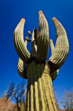 Saguaro 4.jpg