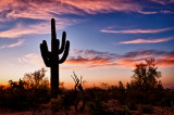 Saguaro at sunset 4.jpg