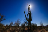 Saguaro w. sun.jpg