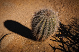 Saguaro w. shadow.jpg