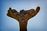 Crested Saguaro 1.jpg