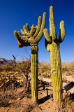 Crested Saguaro 3.jpg