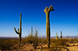 Crested Saguaro 2.jpg