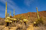 Sonoran desert 1.jpg