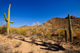 Sonoran desert6.jpg