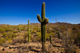 Sonoran desert 7.jpg