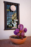San Xavier Mission cactus  window.jpg