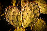 Prickly Pear close-up.jpg