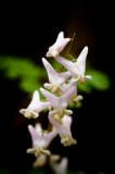 Dutchmens Breeches.jpg