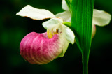 Showy Ladys Slipper