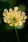 Queen Ann's Lace