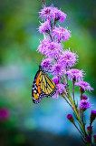 Monarch at Liatris