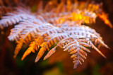 Fern frosted